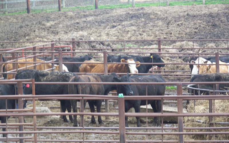 Portable Corral Panel