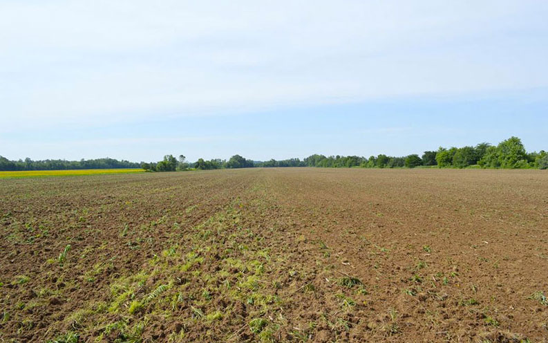 Redline Flexible Harrow